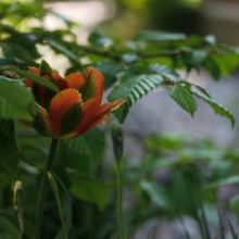 Passar fint ihop med vårens växande gräsarter, ljusgrönt utspring från buskars löv och med Orange Parrot - de lyfter varandra