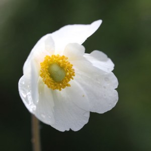 anemone-sylvestris-4-web