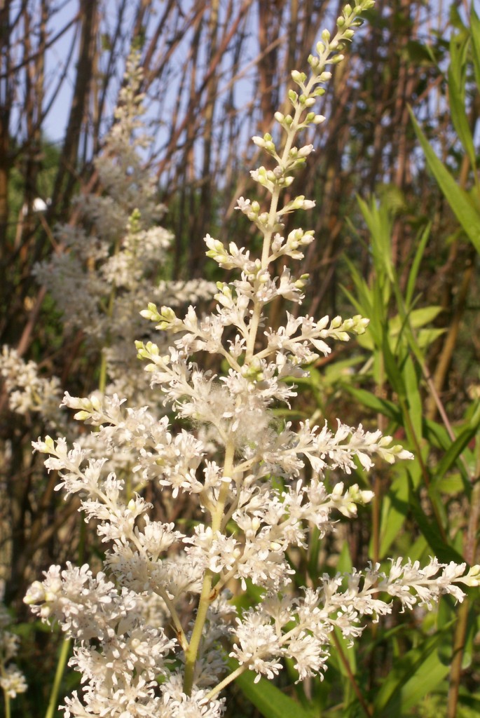 Astilbe vit