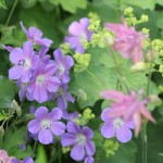 geranium-johnsons-blue-3-web