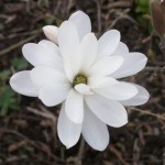magnolia-stellata-09-(2)