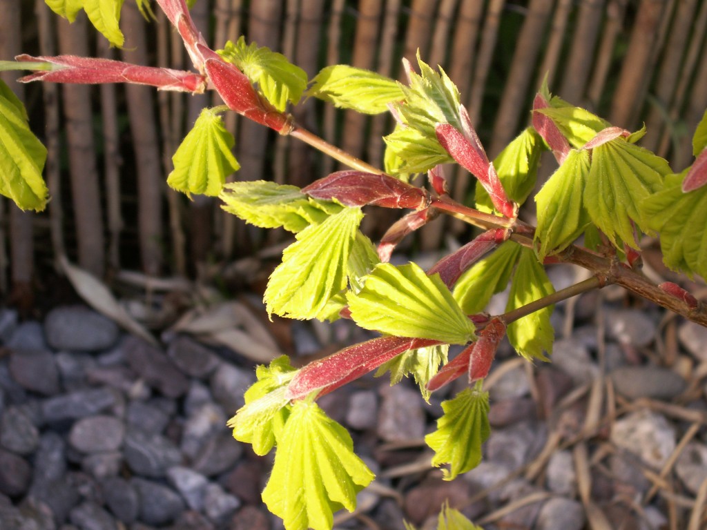 Acer japonicus Aureum Chirasawa
