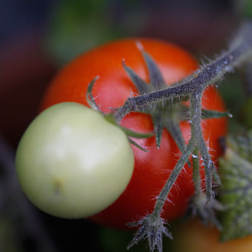 tomat-1-web