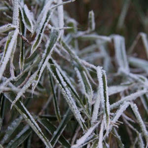 bambu-vinter-1-web