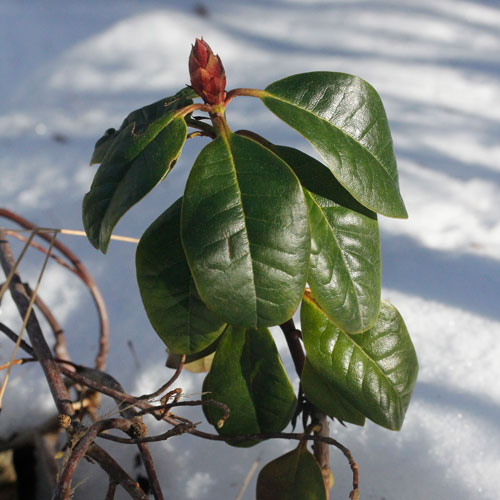 rhododendron-vinter-1-web