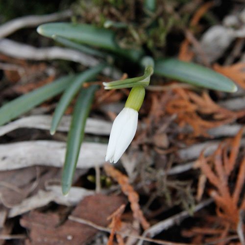 snodroppe-apr-2013