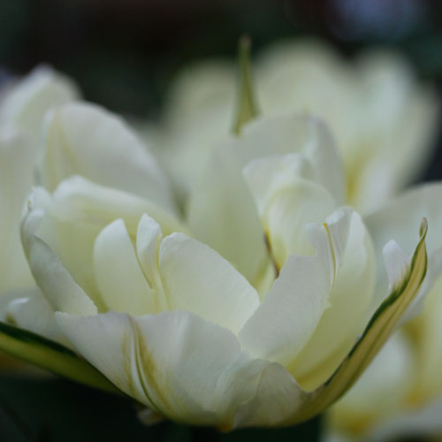 1305-exotic-emperor-6