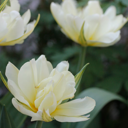 1305-exotic-emperor-8