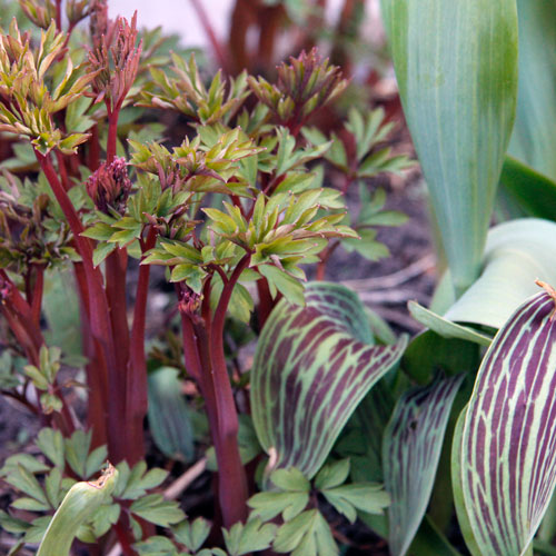 1305-lojtnantshjarta