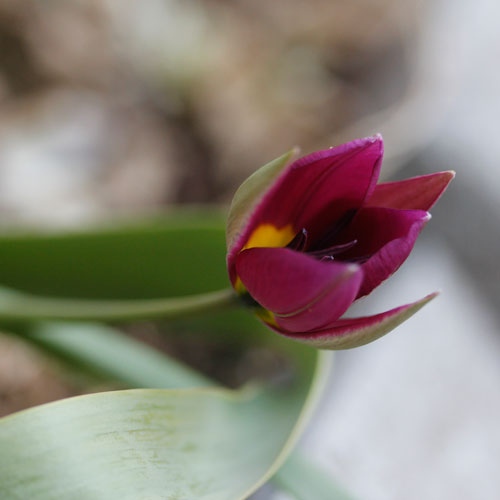 1305-persian-pearl-1