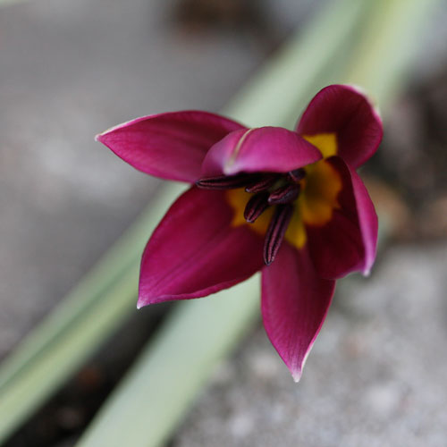 1305-persian-pearl-2