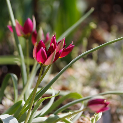 1305-persian-pearl-3