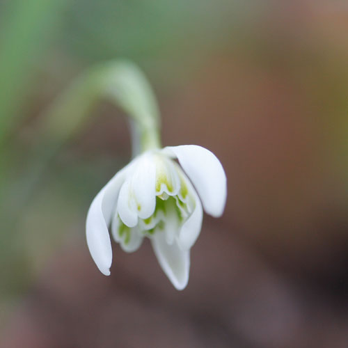 1305-snodroppe-speciell-2