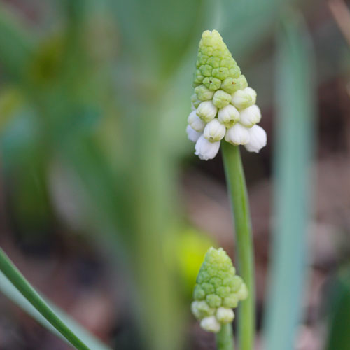 1305-vit-parlhyacint-1