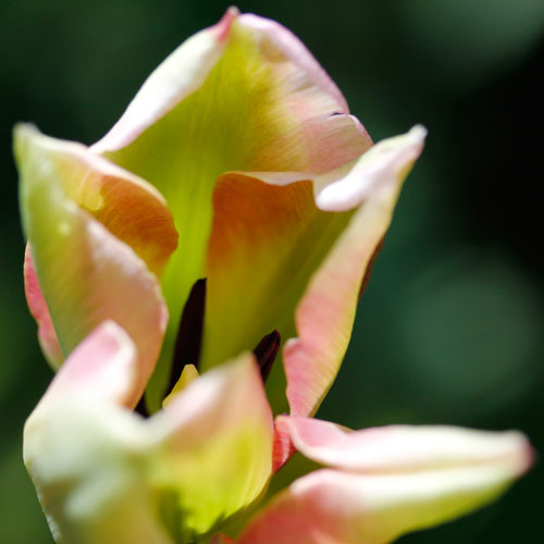 1305-green-village-2