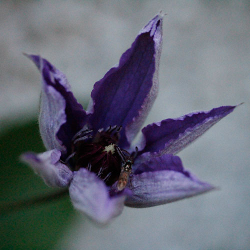 1306-bla-clematis-1