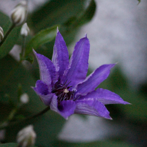 1306-bla-clematis-2