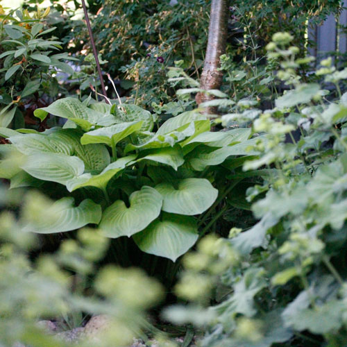 1306-hosta-1