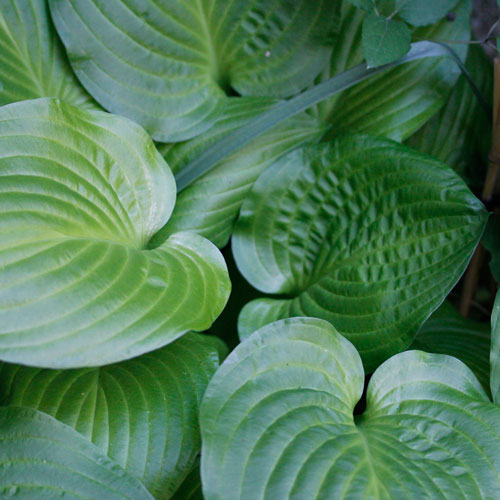 1306-hosta-10