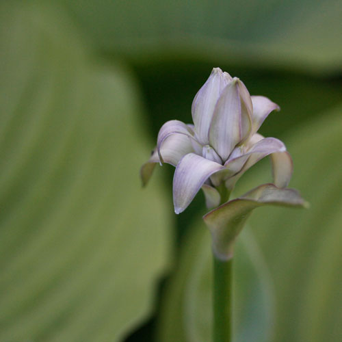 1306-hosta-2