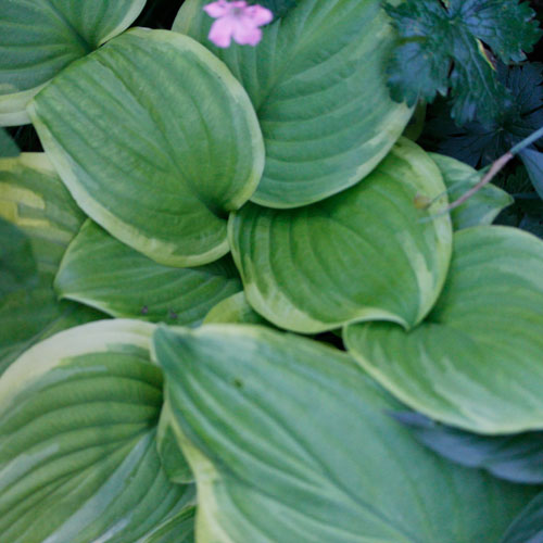 1306-hosta-3