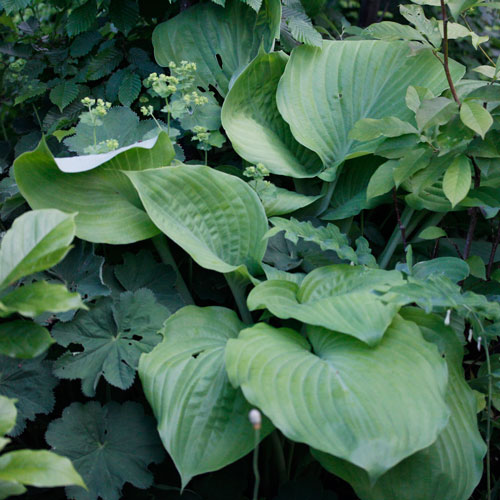 1306-hosta-4