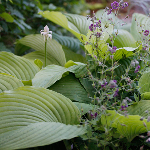 1306-hosta-5