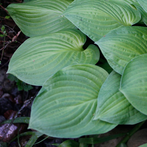 1306-hosta-6