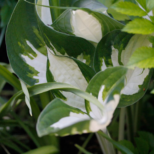 1306-hosta-8