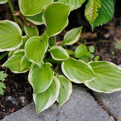 1306-hosta-9