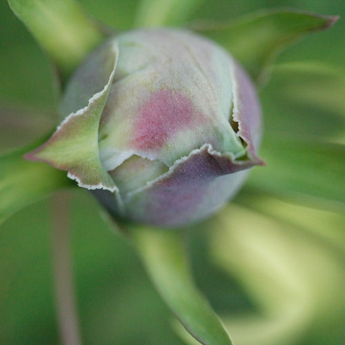 1306-kinesisk-pion-2