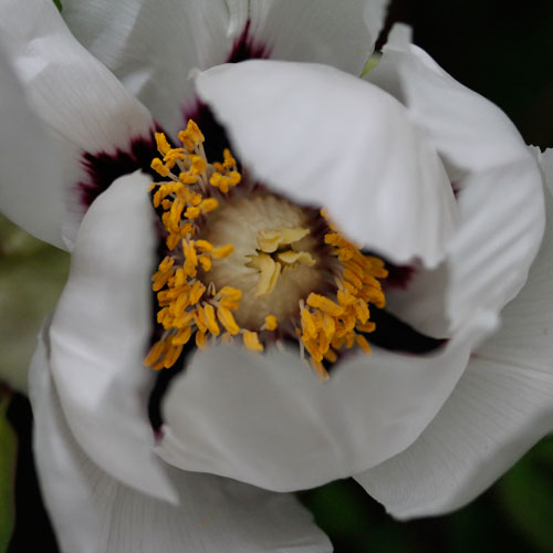 1306-kinesisk-pion-3