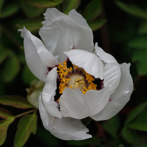 1306-kinesisk-pion-4