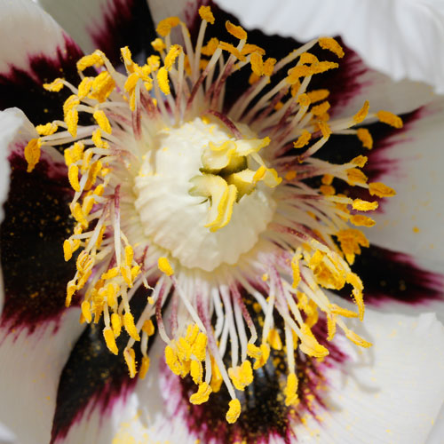 1306-kinesisk-pion-5