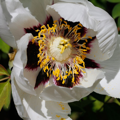 1306-kinesisk-pion-6