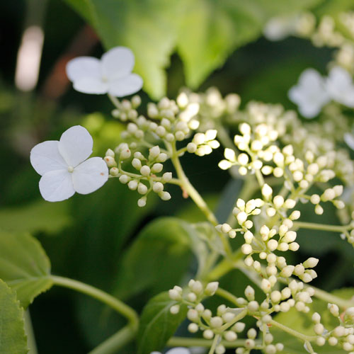 1306-klatterhortensia-2