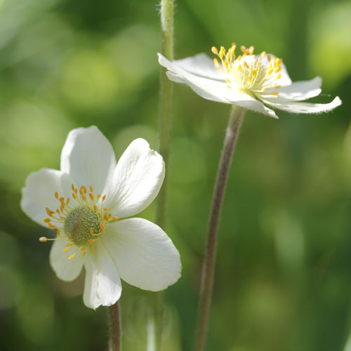 anemone-sylvestris-3-web