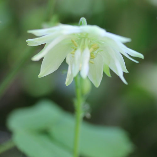 aquilegia-green-apples-1-web