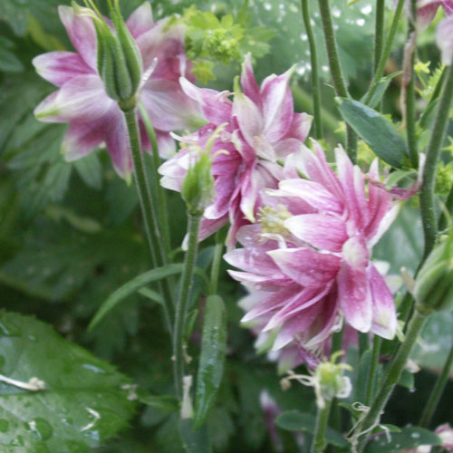 aquilegia-nora-barlow-1-web