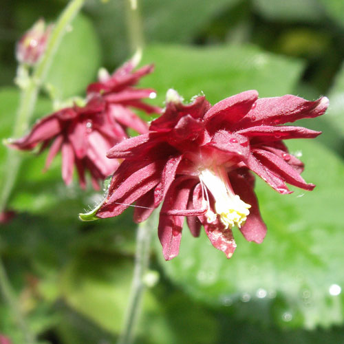 aquilegia-ruby-port-1-web