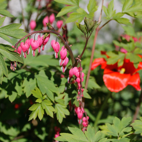 dicentra-spectabilis-3-web