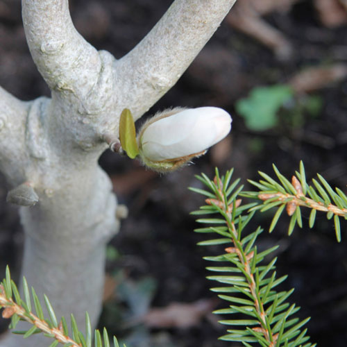 m-loebneri-merrill-7-web