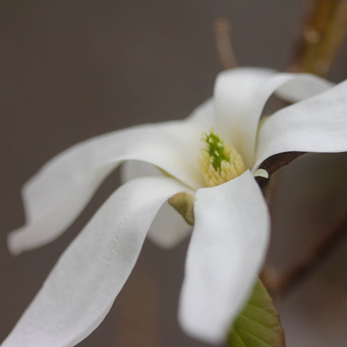 m-loebneri-merrill-9-web