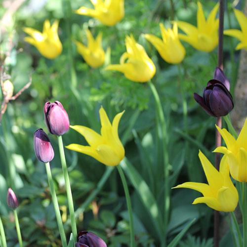 queen-of-night-5-web